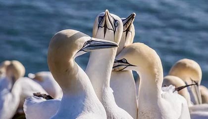 世界杯比赛在线观看地址-猛龙装饰“新家”迎新赛季 球馆氛围堪比多伦多主场