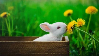 世界杯比赛在线观看地址-秦游夏：2020年，德甲联赛的丰收之年